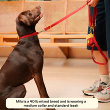 Charger l'image dans la galerie, Collier coloré et durable pour chiens | approved by fritz