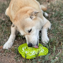 Charger l'image dans la galerie, Bol ralentisseur pour chiens "water frog" - Sodapup
