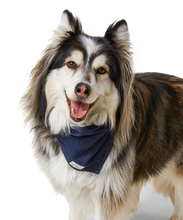 Charger l'image dans la galerie, Bandana rafraîchissant pour chien - wolf republic