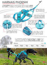 Charger l'image dans la galerie, iDog-Phoenix-