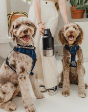 Charger l'image dans la galerie, Bouteille d'eau 3 en 1 dexy paws pour chiens et humains
