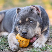 Charger l&#39;image dans la galerie, Jouet à Mâcher Innovant pour Chiens - Modèle &quot;Gear&quot; avec Porte-Friandises-LARGE
