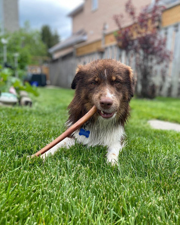 Bully stick sans odeur 12 pouces - open range